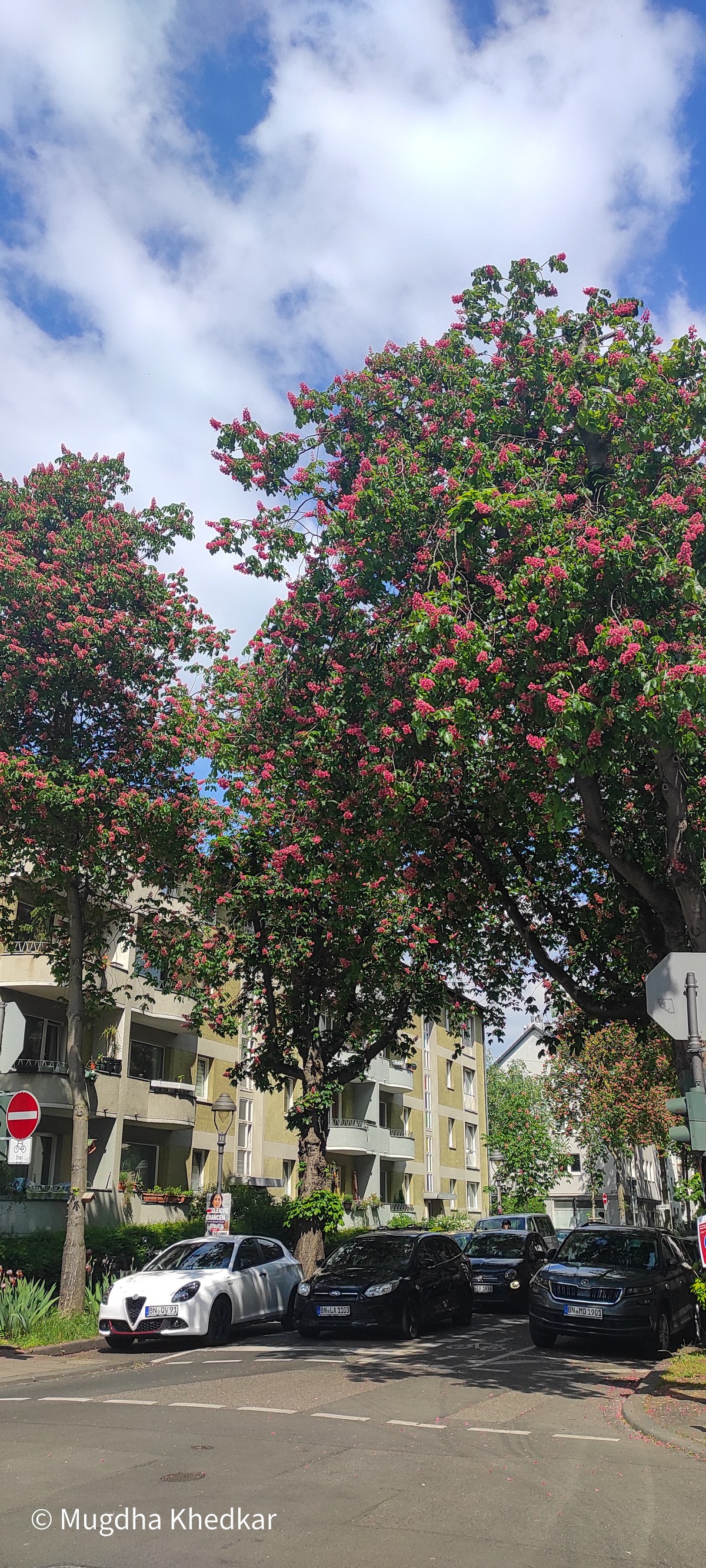 Trees in pink bloom along a residential street in Bonn
