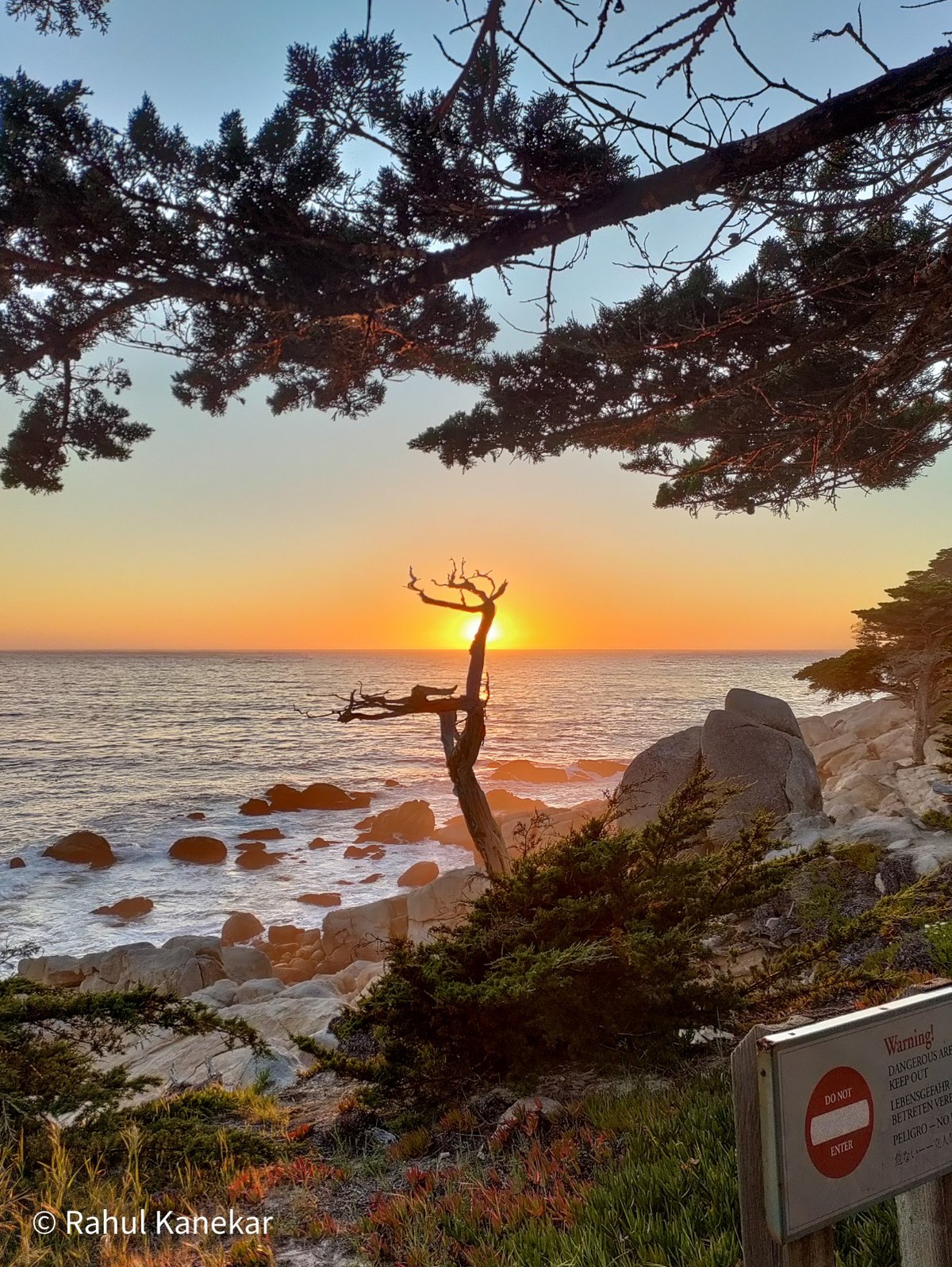 Sunset over the Pacific at Pebble Beach, framed by cypress branches