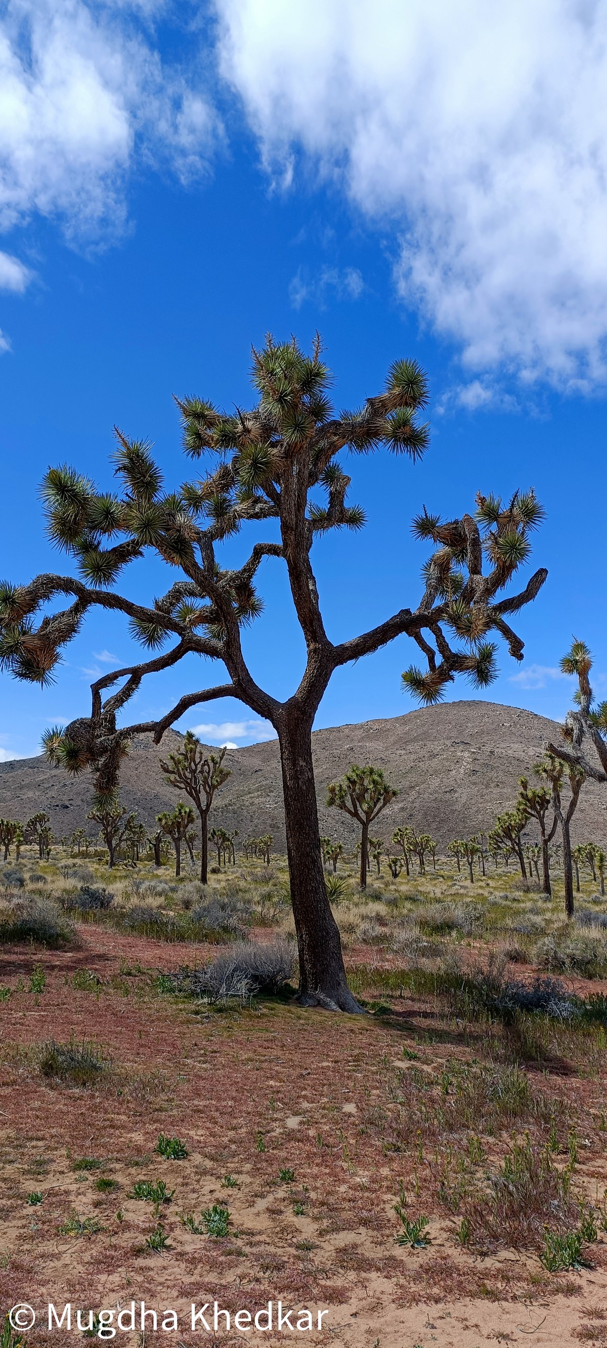 A Joshua tree in the Mojave Desert in Joshua Tree National Park