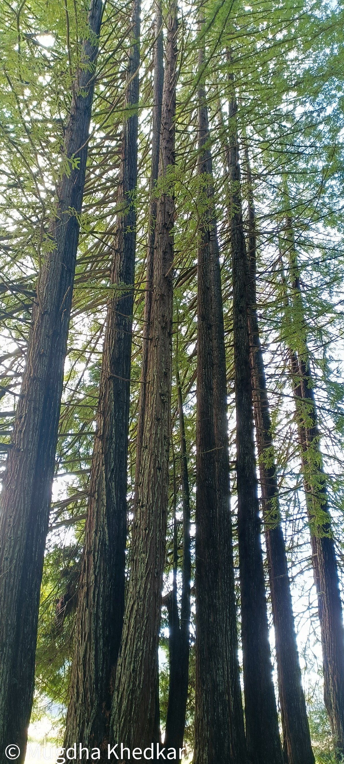 Looking up at tall redwood trunks in a forest on the Northern California coast